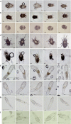 Fig. 1
