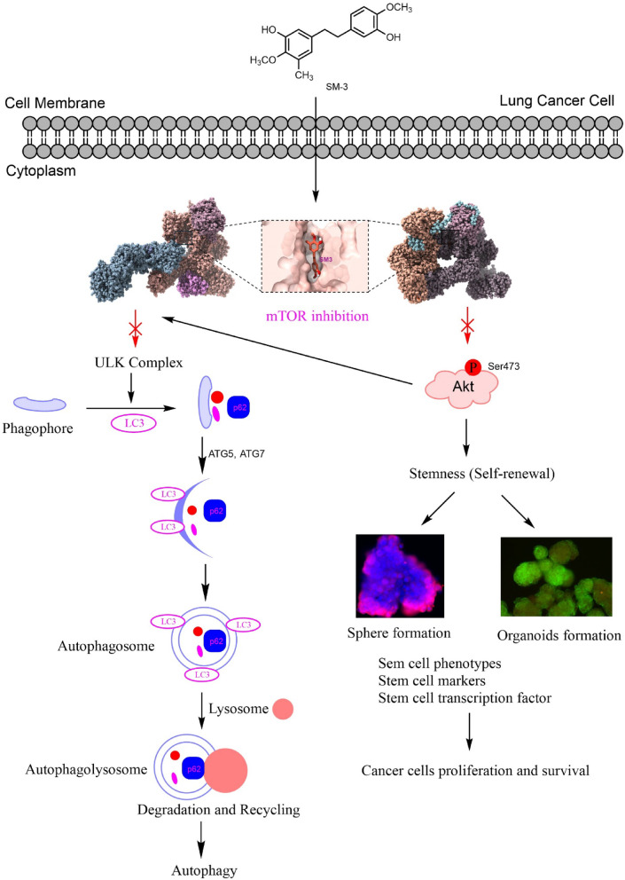 Fig. 11