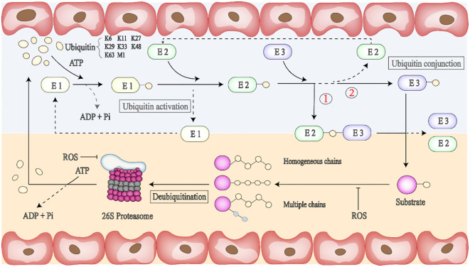 Figure 2