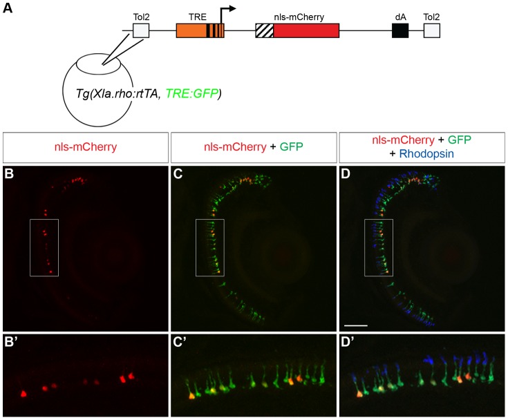 Figure 4