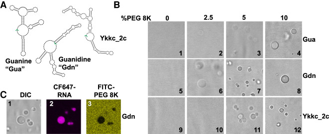 FIGURE 1.