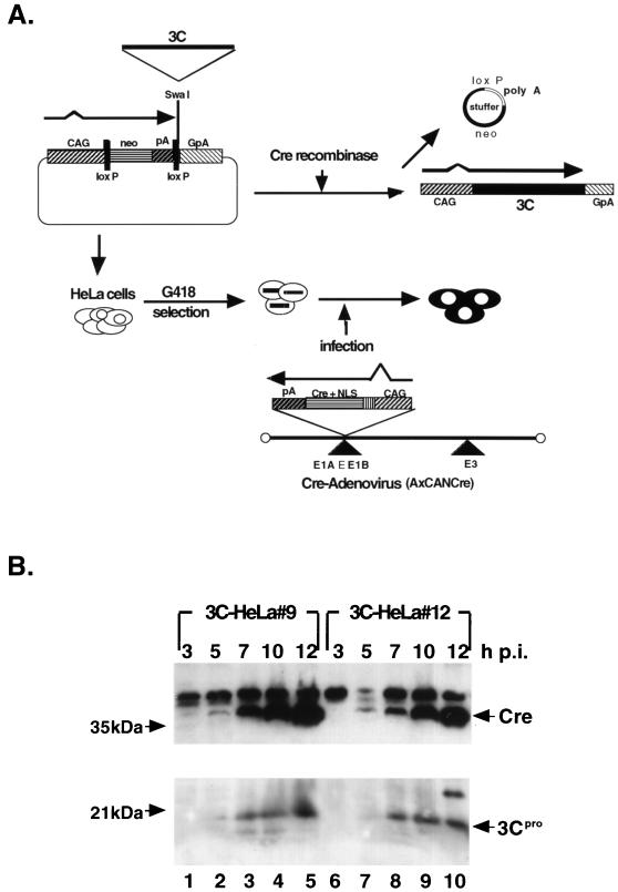 FIG. 1