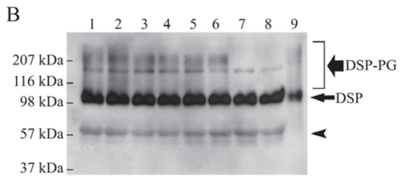 Figure 3B