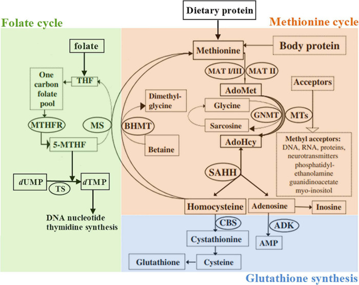 FIGURE 1