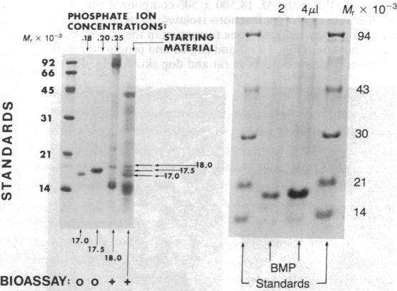 graphic file with name pnas00603-0092-b.jpg