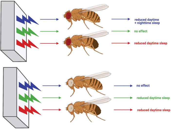 FIGURE 11