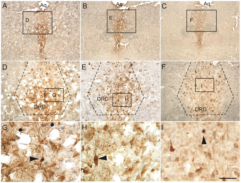 Fig. 12.