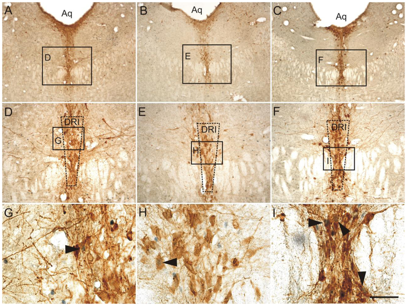 Fig. 10.