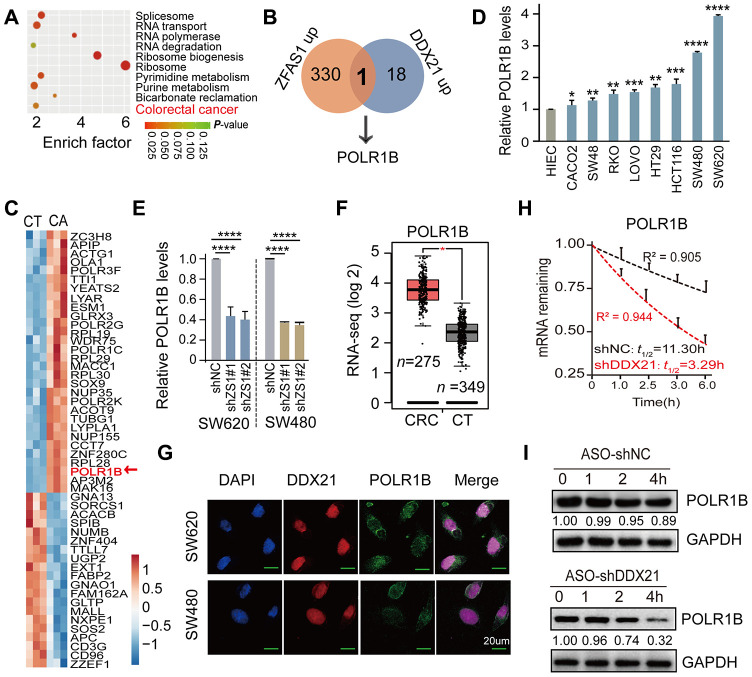 Long Non-coding Rna Zfas1 Promotes Colorectal Cancer Tumorigenesis And 