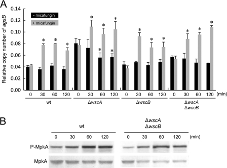 Fig. 11.