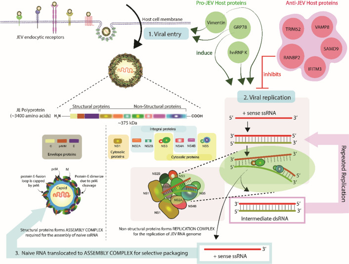 graphic file with name 705_2022_5481_Figa_HTML.jpg