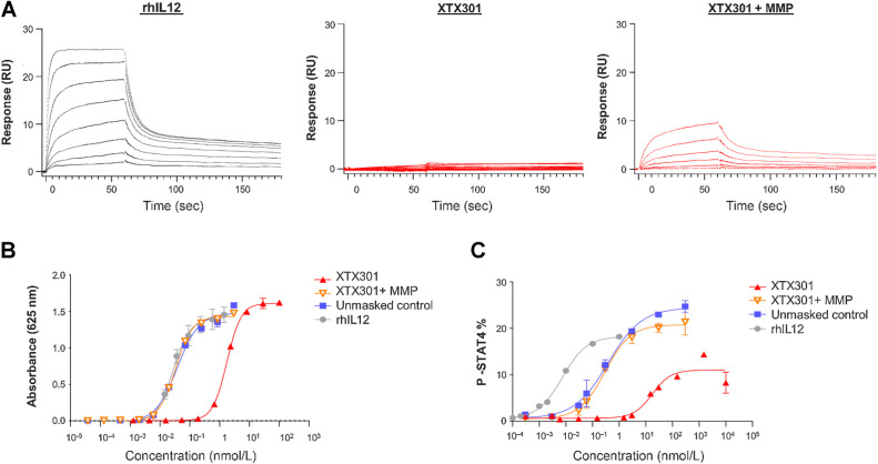 Figure 2. Masking of XTX301 activity and reactivation by MMPs in vitro (A) SPR was used to measure the binding kinetics of XTX301, proteolytically cleaved XTX301 (XTX301 + MMP), and rhIL12 to IL12Rβ2. IL12Rβ2 was immobilized to a sensor chip. Then XTX301, proteolytically cleaved XTX301, and rhIL12 were flowed over at concentrations ranging from 3 nmol/L to 400 nmol/L. The concentrations of each analyte decrease from top to bottom within each panel. XTX301 activity was measured in a reporter cell line and primary human cells. B, IL12 HEK-Blue reporter gene cells were incubated with either rhIL12, unmasked control, or XTX301 at varying doses, and the reporter activity was measured. The data represents one of three independent experiments, data points represent the mean of 2 replicate wells and the error bars represent SD. C, Pre-activated primary human PBMCs were incubated with either rhIL12, unmasked control or XTX301 at varying doses, and STAT4 phosphorylation was assessed in CD8+ T cells via flow cytometry. The data points represent the mean of 2 replicate wells and the error bars represent SD. The data represents one of two independent experiments, each conducted with 2 different PBMC donors.