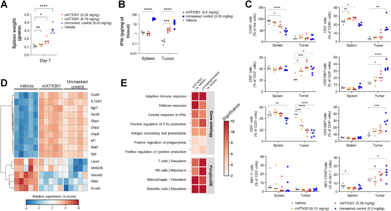 Figure 5. mXTX301 demonstrates effective peripheral masking and intratumoral pharmacodynamic effects in MC38 syngeneic tumor model. MC38 tumor-bearing mice were treated with the indicated doses of mXTX301 or unmasked control, (A) The spleen size was assessed by a one-way ANOVA with Bonferroni's post hoc pairwise comparison test compared with vehicle (PBS) treated animals (*, P < 0.05; ***, P < 0.0005; ****, P < 0.0001). The data represents mean ± SEM. B, The animals were sacrificed on day 7 (n = 5 mice per group) spleen and tumor were isolated and IFNγ was assessed by MSD assay. IFNγ measurements were log10-transformed and analyzed by one way ANOVA followed by Dunnett multiple comparisons test (***, P = 0.0001; ****, P < 0.0001). C, Immune cells were characterized via flow cytometry. The data are presented as means ± SEM, spleen (n = 5), tumor-treatment groups (n = 5), tumor-vehicle group (n = 4). Statistical significance was determined by one-way ANOVA test followed by Dunnett multiple comparisons test. #, P = 0.05; *, P < 0.05; **, P < 0.01; ***, P < 0.0005; and ****, P < 0.0001 (D) Evaluation of mXTX301 induced gene expression in the MC38 tumors by bulk RNA-seq. Heat map showing relative expression of top mXTX301 differentially expressed genes (N = 10 upregulated and N = 5 downregulated; by P value). Rows (genes) were clustered according to Euclidean distance. Keys above each column (sample)indicate treatment group [vehicle, mXTX301 (0.39 mg/kg), or unmasked control (0.03 mg/kg)]. Box color tracks with z-score-transformed relative expression of each gene across samples (blue, under-expression compared with the mean; red: over-expression compared with the mean) (E) Heat map summarizing results of a pathway enrichment analysis where each box indicates the enrichment significance (-log10 Fisher P value) of a gene set of interest (rows) in the Top 250 most significantly upregulated genes (by P value) computed by comparing tumors after treatment with mXTX301 or unmasked control versus vehicle at Day 7 (columns). Color intensity tracks with significance.