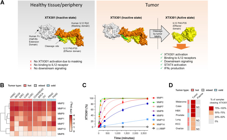 Figure 1. Multiple MMPs are expressed in both hot and cold tumors and can activate XTX301. A, A schematic of inactive and active XTX301. B, Heat map showing RNA expression levels of genes encoding for MMPs (MMP-1, -2, -7, -8, -9, -10, and -14) in tumor samples from multiple The Cancer Genome Atlas (TCGA) indications (x-axis). Color intensity indicates median log2-transformed CPM reads for each gene and indication. Column keys (pink, gray, blue) indicate prevalently hot (pink), cold (blue) or mixed tumor indications. Abbreviations: HNSC, head and neck squamous cell carcinoma (n = 522); SKCM, skin cutaneous melanoma (n = 472); KIRC, kidney renal clear cell carcinoma (n = 534); LUAD, lung adenocarcinoma (n = 517); LUSC, lung squamous cell carcinoma (n = 501); COADREAD, colon and rectum adenocarcinoma (n = 382); BRCA, breast invasive carcinoma (n = 1100); PRAD, prostate adenocarcinoma (n = 498); OV, ovarian serous cystadenocarcinoma (n = 307); PAAD, pancreatic adenocarcinoma (n = 179). C, Human recombinant MMPs (1, 2, 7, 8, 9, 10, and 14), were evaluated for their ability to proteolytically cleave XTX301 in vitro. The data points represent the mean of 2 independent experiments analyzed as technical replicates (in duplicate) by CE-SDS; the error bars represent the SEM. D, Heat map showing the percentage of human tumors and plasma able to proteolytically activate XTX301. XTX301 was incubated with cells from dissociated primary tumor tissues from melanoma (n = 8, 100% of samples cleaved), colorectal (n = 11, 91% of samples cleaved), head and neck (H&N) (n = 16, 81% of samples cleaved), prostate (n = 21, 76% of samples cleaved), lung (n = 17, 71% of samples cleaved), ovarian (n = 12, 58% of samples cleaved) or RCC (n = 31, 61% of samples cleaved) cancer patients, or plasma from melanoma (n = 5), H&N (n = 10), prostate (n = 7) and RCC (n = 6) cancer patients. Samples were collected after a 24-hour incubation period, and the percentage of cleaved XTX301 was determined by fluorescent triplex western blot. ND, not determined.