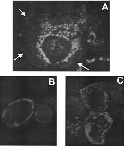 FIG. 2.