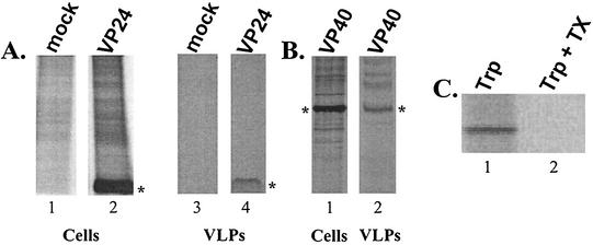 FIG. 7.