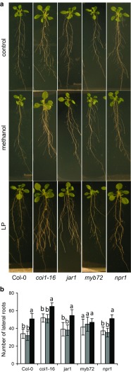 Fig. 7