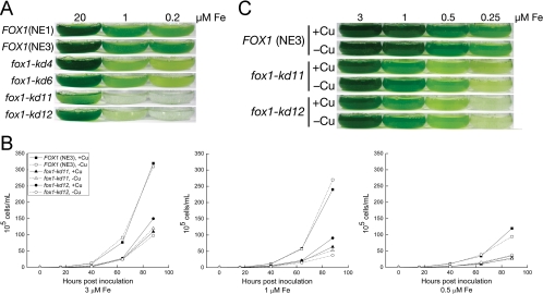 FIG. 2.