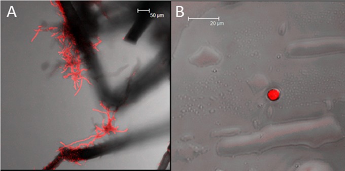 FIG 1