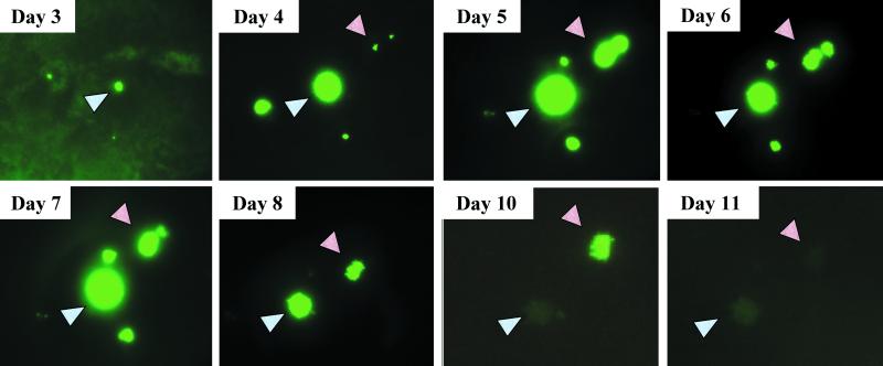 FIG. 3.