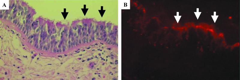 FIG. 7.