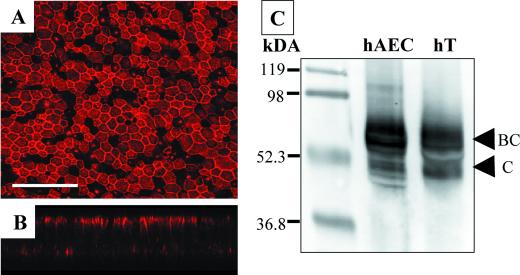 FIG. 6.