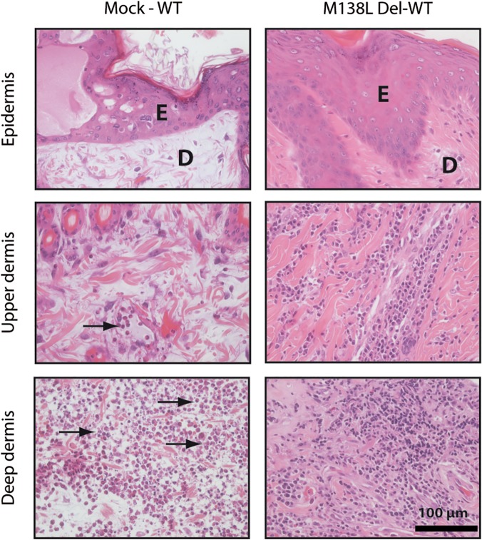 Fig 10