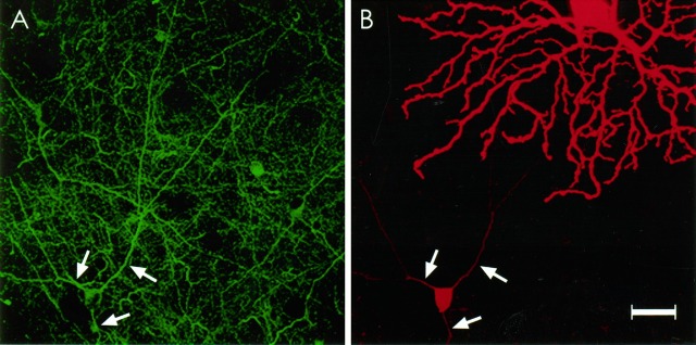 Fig. 12.