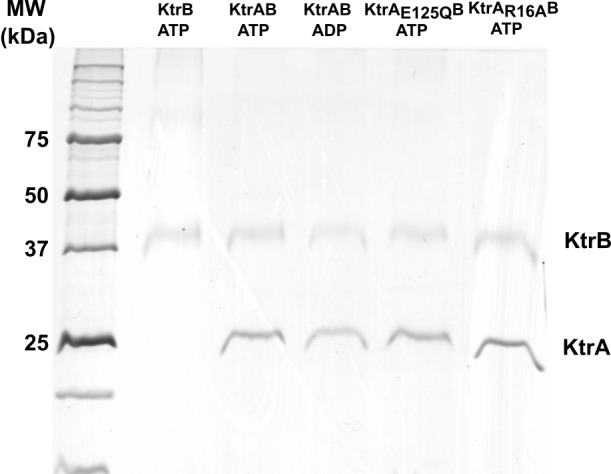 Figure 6—figure supplement 2.