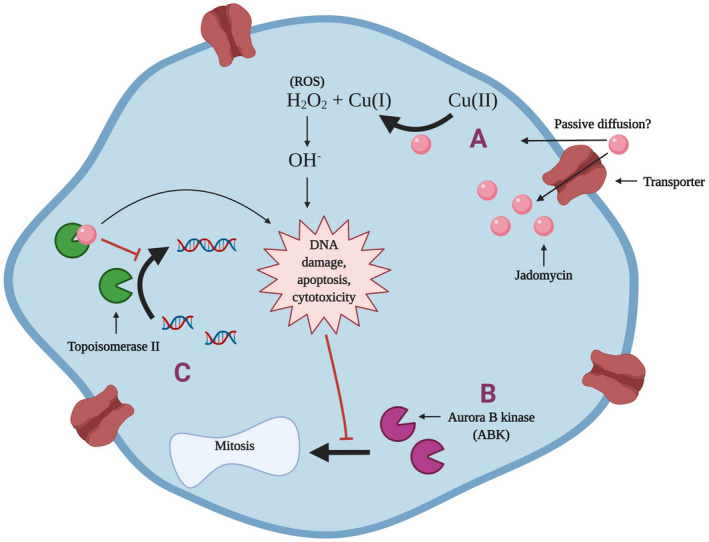 FIGURE 5