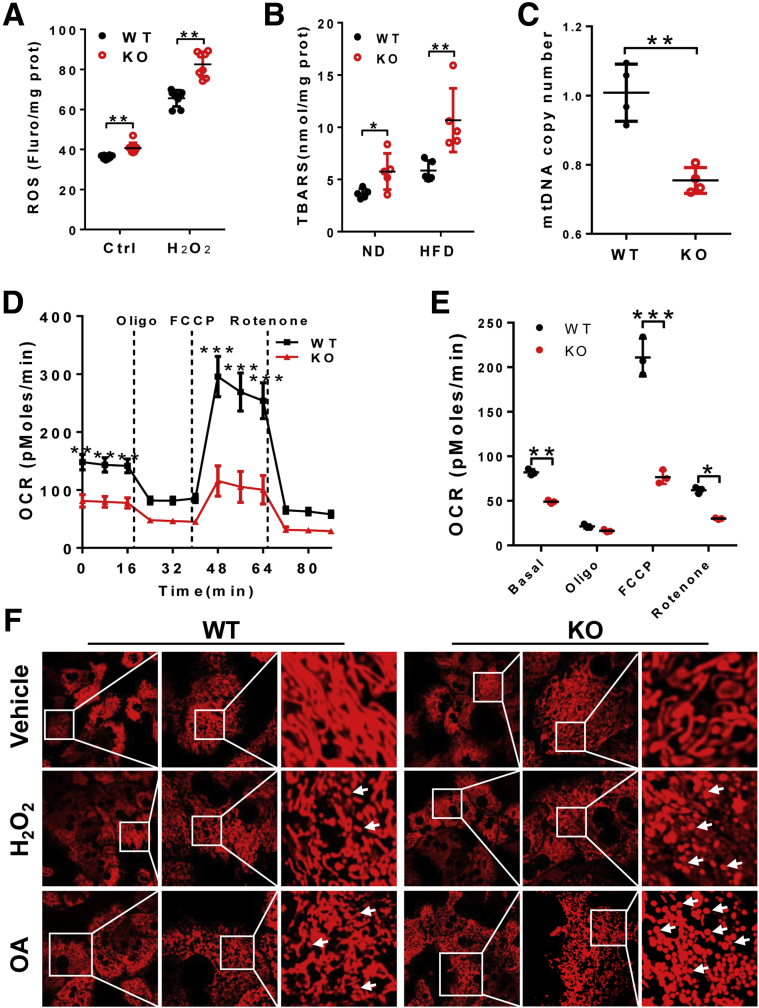 Figure 11