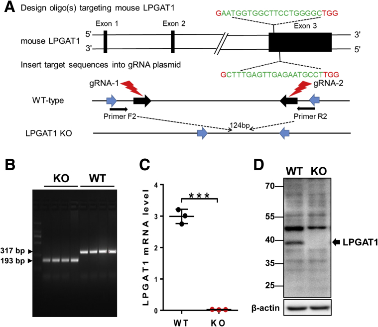 Figure 1