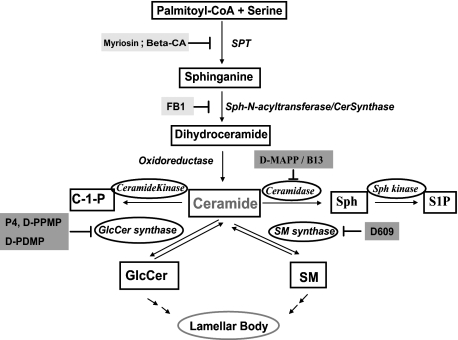 FIGURE 1.