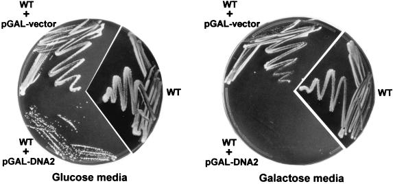 FIG. 6