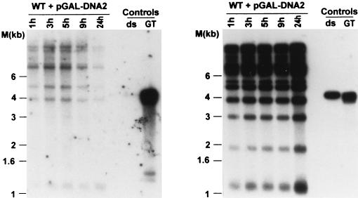 FIG. 7