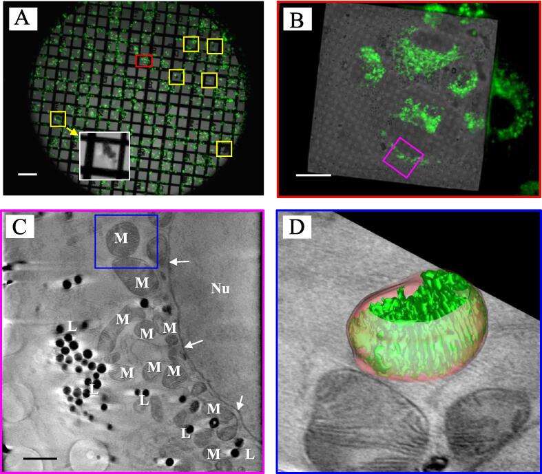 Fig. 3