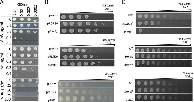 FIG 1