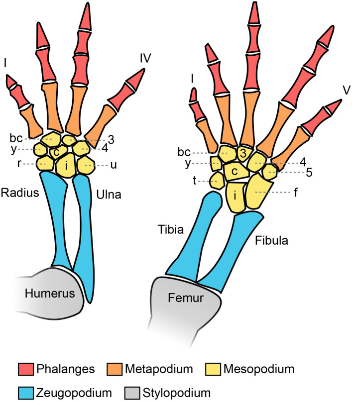 Fig. 1.