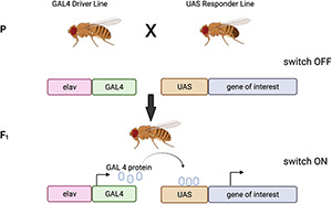 FIGURE 3