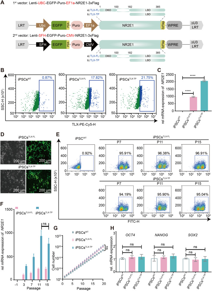 Stable expression of a truncated TLX variant drives differentiation of induced pluripotent stem ...