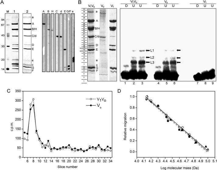 FIGURE 4.