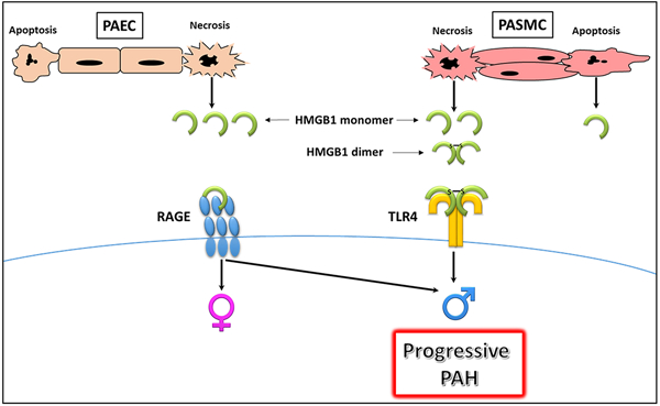 graphic file with name nihms-1627831-f0001.jpg