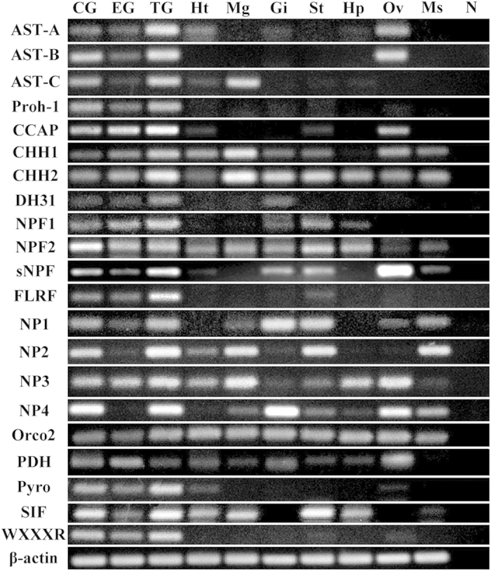 Figure 7