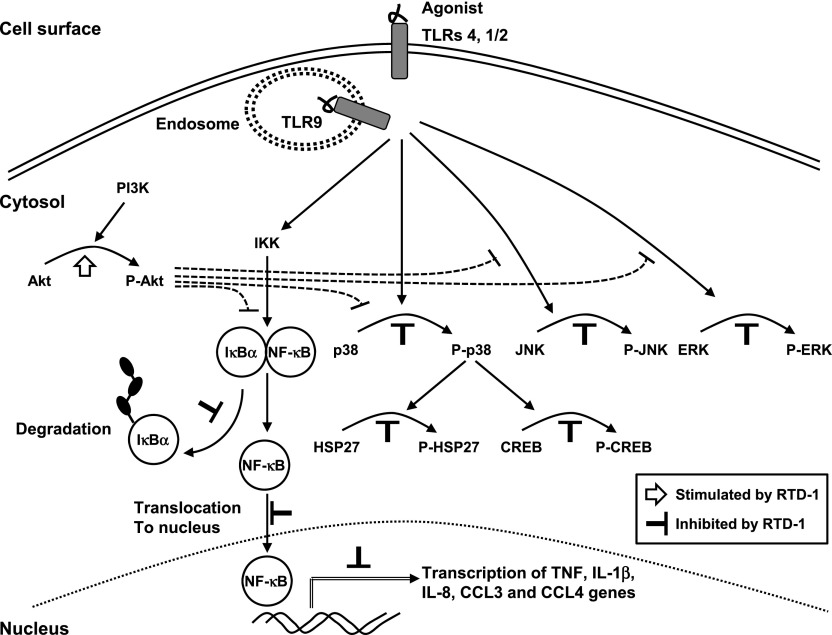 Fig. 10.