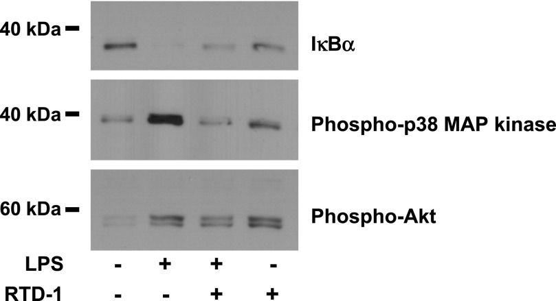 Fig. 9.