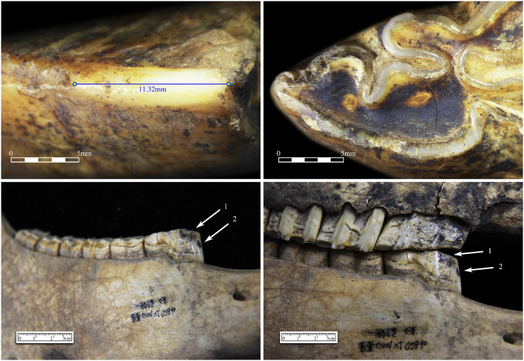 Fig. 8.