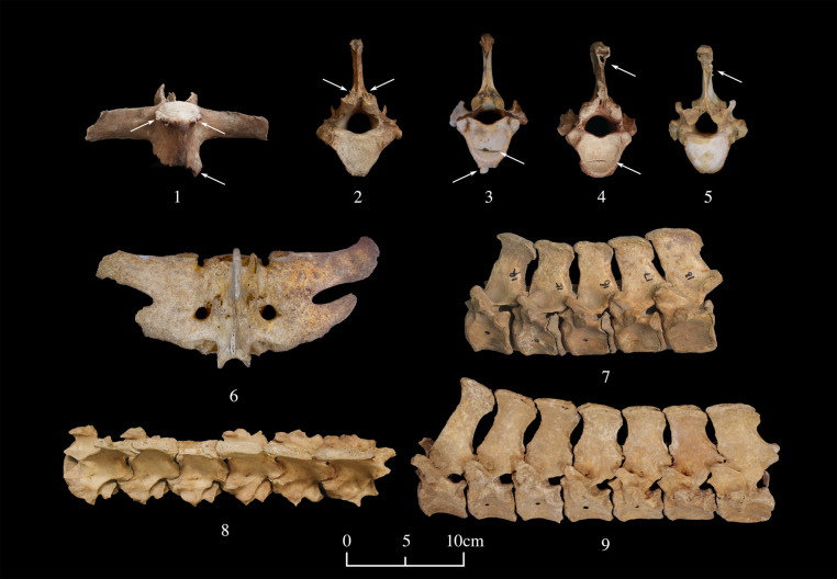 Fig. 5.