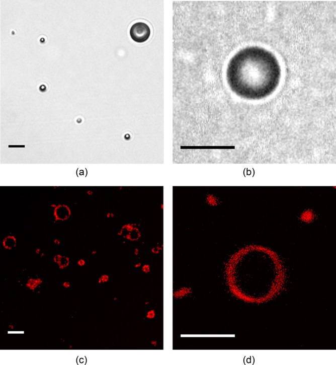 FIG. 2.