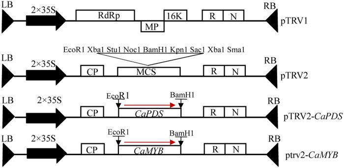 FIGURE 2