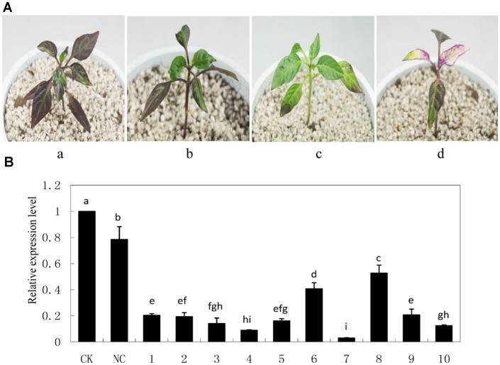 FIGURE 5